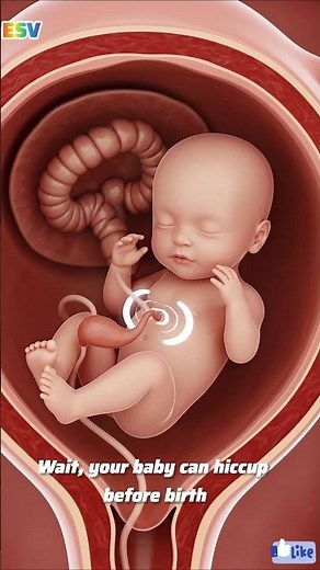 “What Happens When a Baby Hiccups in the Womb? 👶💓