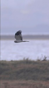 A ghostly male Hen Harrier going over the marshes