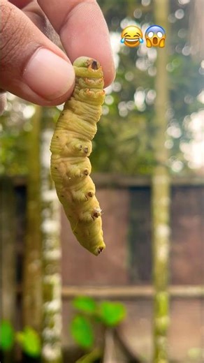 Baby Boy Crying 😱 Caterpillar 🐛 Emotional Video 😂 #trending #shortfeed