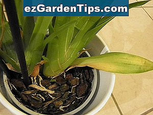Problèmes avec les feuilles d'orchidée Dendrobium 🌱 Conseils Jardiniers - Fr.ezGardenTips.com