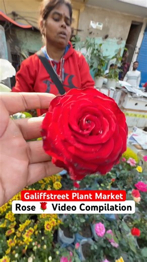 Rose 🌹 Video Compilation of Galiffstreet Plant Market #shorts