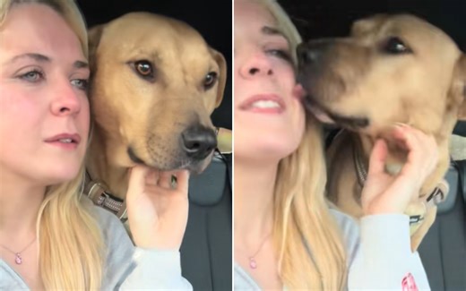 Shelter dog comforts crying woman – unaware of what she is about to do