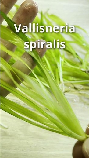 Super fast setup = Fast River! 💦🌿 Hillstream loach paradise?