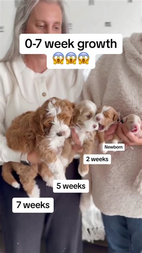 It’s kinda shocking when they are lined up like this 😱 Puppyhood goes by way too fast! But I really do enjoy every second. From the snuggly, squeaky newborns, to the wobbly and determined 2 week olds, then the roly-poly 5 week olds, and the brilliant and playful 7-8 week olds! Did seeing this surprise you?? #tuxedogoldendoodle #goldendoodlebreeder #puppygrowth