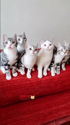 🐱 Cats Being Cats 🐱 (17)