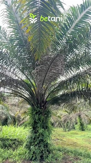 #betani cerdas#berikan pupuk magnesium jp86