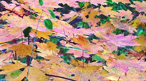 The science behind fall's colorful leaves