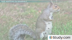 Fate Mapping | History, Techniques & Examples