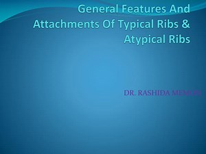 General Features And Attachments Of Typical Ribs &amp; Atypical Ribs - SlideServe