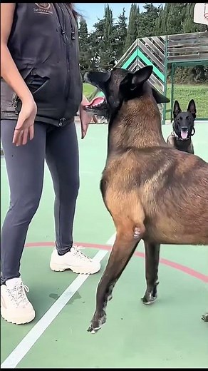 DOG COLLAR #k9dog #dogshorts #malinois #petshub #usa 🇺🇲#dogcollar