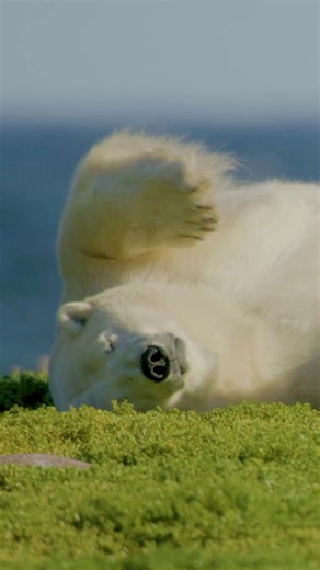 National Geographic on Instagram: "Even in the harsh tundra, polar bears can find a moment of calm—like this one filmed by Martin Gregus Jr. (@mywildlive) rolling around in Canada's Hudson Bay. This simple movement helps bears shed loose fur and regulate body temperature, keeping them comfortable while resting."