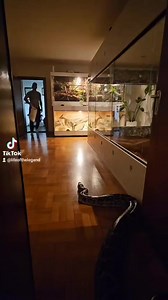 #enclosure #tigerpython #burmesepython #reptilekeeper #amazing #terrariumbau #reptilesoftiktok #tiktok #tiktokgermany #python #snake #tooltime #work #exoticpets #wow #terrarium #viral #viraltiktok #foryou #4u #schlange #kiss #love #foryoupage #passion #exotic #fy #fypシ #fypage | Fabians Reptilienraum