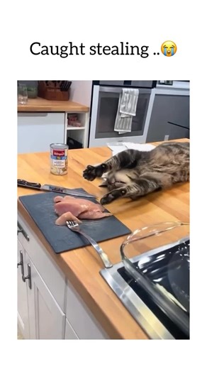 Dogs Pets Animals on Instagram: "7 Reasons Why Cats Are Definitely Aliens Still think your cat is just a normal pet? Think again. Here’s undeniable proof that your furry roommate is 100% not from Earth: 1. They stare at nothing like it owes them money. What are they looking at? Ghosts? Interdimensional portals? Your soul? 2. They make unidentifiable sounds at 3AM. Is it a meow? A chirp? A broken modem? NASA hasn’t classified it yet. 3. They defy gravity. How did they get on top of the fridge… fr