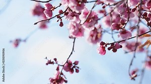 pink flowers on tree branches in spring against sunny blue sky, 4k