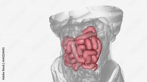 The jejunum is the second part of the small intestine in humans and most higher vertebrates