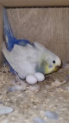 Budgie Hatching Eggs #budgies #budgie_videos #eggs