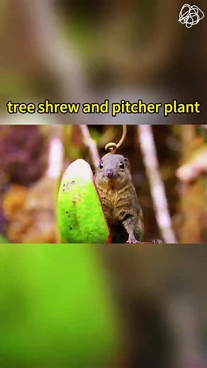 Tree shrew and pitcher plant #animals #tiktok #fyp #plant #science