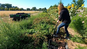 91K views · 6.4K reactions | Harvesting Potatoes & More Onions + Making Fresh Garden Salsa! 凜暈 | Garden Answer | Facebook
