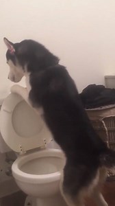 2.4M views · 11K reactions | Dogs like this have a 10/10 chance of being the Circle of Trust  | Ridiculousness | Facebook