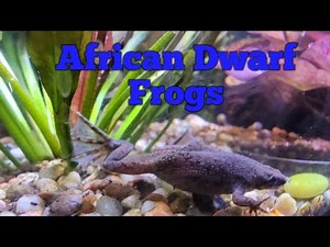 African Dwarf Frog Care