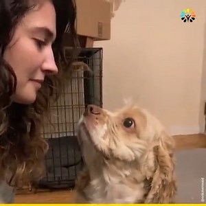 2.7M views · 98K reactions | O que seu bichinho faria? 殺 | Minha Vida de Mãe | Facebook