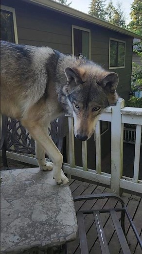 Timber Wolf or Gray Wolf? #petwolf #wolfpup #wolfdog