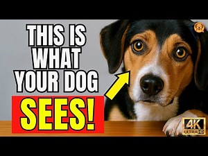 How Dogs See Humans – Jaw-Dropping Secrets Every Pet Parent Must Know