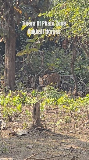 Nakkati tigress phato zone ! jungle safari #phatozone #ctr #nature