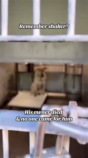 4.3K views · 18 reactions | Shaker’s story  After his owner passed...
