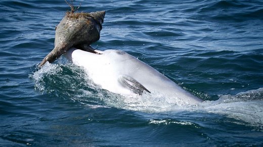 Dolphins learn this fish-catching trick from their peers