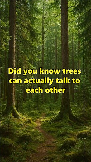 🌲 The Secret ‘Wood Wide Web’: How Trees Talk Underground!