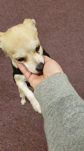 3.8K views · 95 reactions | Little dogs looking for homes | Pawsibilities Rescue Group | Facebook