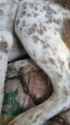 Big Tick Removal 🐶🐾 | Watch This Satisfying & Gentle Tick Cleanup! #Shorts
