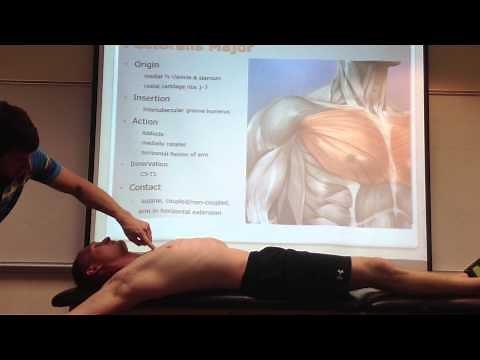 Pectoralis Major: Palpation, Manual Therapy and Stretch