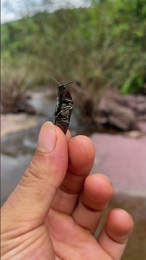 Amazing Click Beetle Jumps