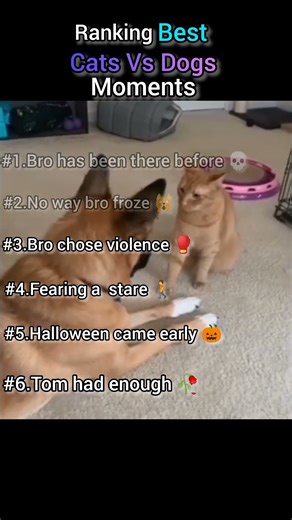 Ranking the best Cats versus Dogs moments 😸🆚🐕 #filterchallenge #funny #funnyanimal #pets
