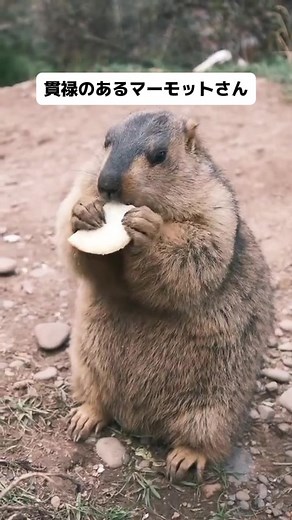おっさん味を感じる #マーモット#ペット＃アニマル #動物 #かわいい#癒し #marmot #petlover #animals