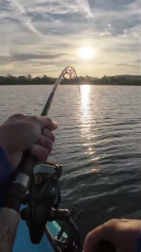 BIG Fish Eats Tiny Bait