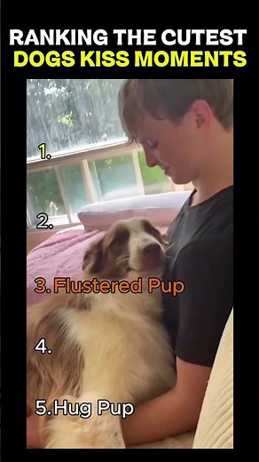 Ranking the Cutest Dog Kiss Moments Ever 🐶💋 | You’ll Melt at #1!