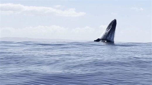 Shocked boaters capture 'incredibly rare' triple whale breach