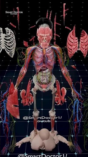 Unveiling the Human Design | The Female Body Explained 🧠🫁🩺