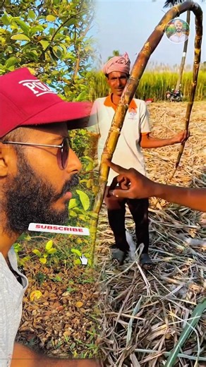 50 Setts Sugarcane #f2d #farming