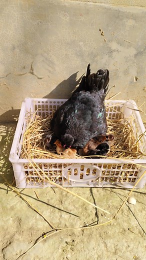 Md Farad Farad on TikTok