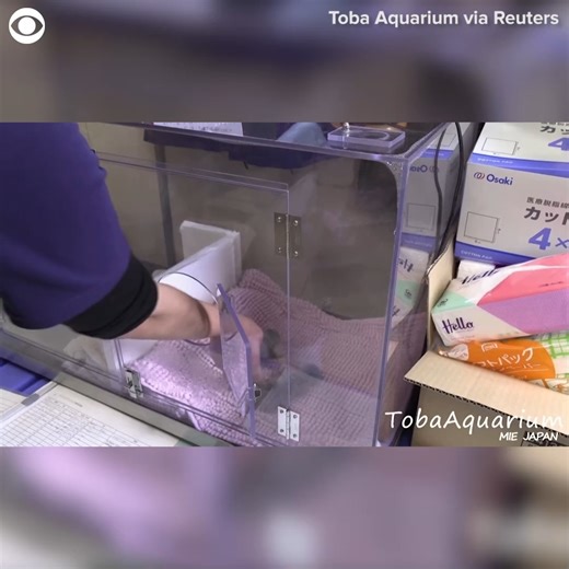 14 reactions | OTTER-LY ADORABLE: Two Asian small-clawed otters were born at an aquarium in Japan recently. Toba Aquarium said staff are caring for the pups born on May 23 and May 24 after two others in the same litter died shortly after birth. The aquarium also added that the Asian small-clawed otter is the smallest otter species in the world and are especially popular in Japan for their cute faces. https://ktvo.com/ | KTVO | Facebook