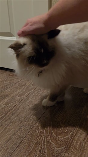 #staticthecat #catsoftiktok #christmas #merrychristmas #cat