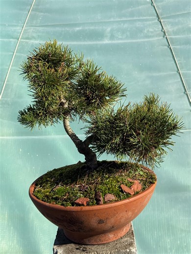 Mugo Pine Informal Upright Bonsai - Etsy