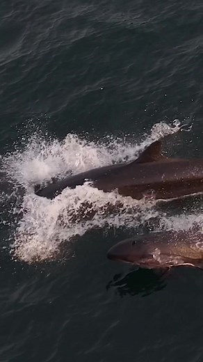 Amazing Encounter with False Killer Whales at Bondi Beach
