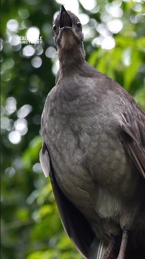 How many different calls can you identify? The Lyrebird is capable of imitating almost any sound!