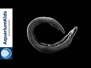 Schistosomiasis: A deadly infection carried by freshwater snails