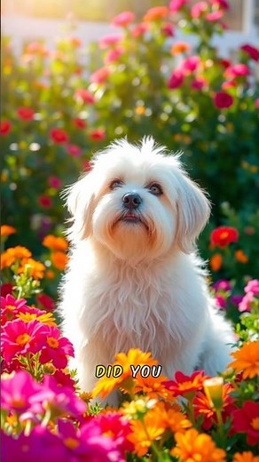 Facts about Bolognese dog